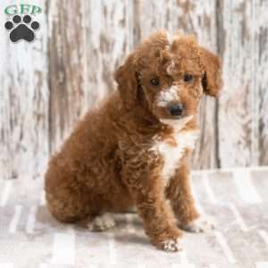 Klara, Mini Labradoodle Puppy